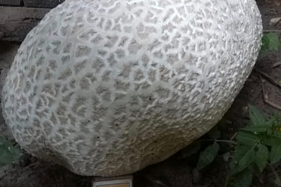 В одном из дворов Самары обнаружили гигантский гриб