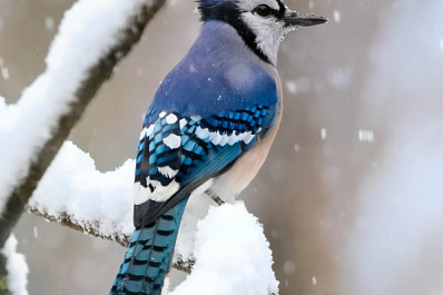 В Самарской области в выходные дни выпадет снег
