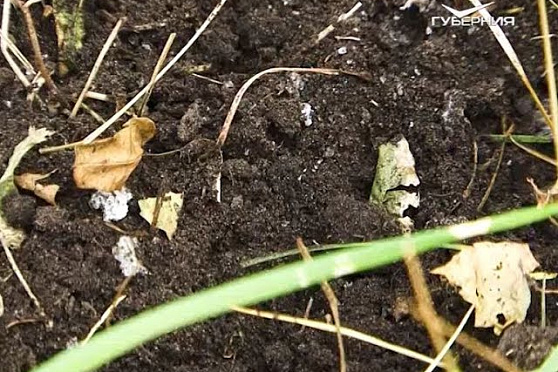 Удачные заметки 25.07.2017. Взаимодействие с садовыми муравьями. Дачные советы