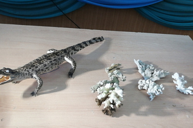 В Самаре детскому центру передали чучело крокодила и редкие кораллы