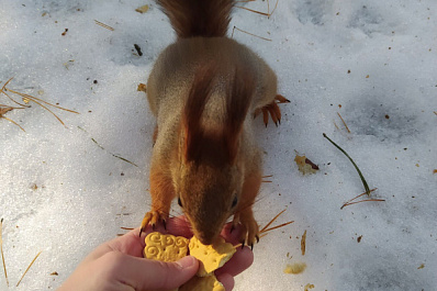 Сызранцы подкармливают белок вредной едой