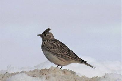Название статьи