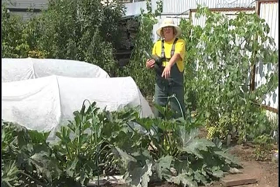 Дачные советы 04.08.2016. Агротехника выращивания картофеля. Лечение антракноза и мучнистой росы. Садовая земляника и плодово-ягодные кустарники