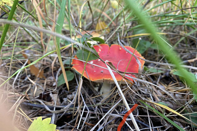 Адвокат рассказал, за сбор каких грибов грозит уголовная ответственность