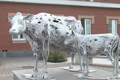 В Самарской области "прописались" одни из самых красивых коров в мире