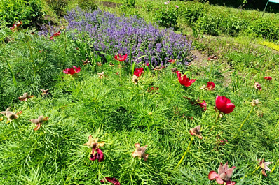 "Аленький цветочек", абрикосы и грецкий орех: что еще ушло в регион из самарского Ботанического сада 