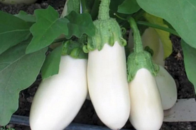 Белый цвет и грибной вкус: качественные и необычные сорта баклажанов