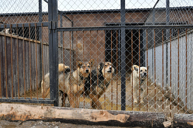 В Самаре задержали местного собачника