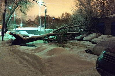 Упавшее в Самаре дерево повредило сразу несколько автомобилей 