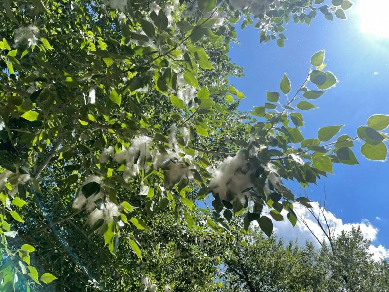 Эксперты рассказали, как снизить аллергическую реакцию в сезон цветения