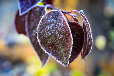 В Самарской области 4 октября днем будет пасмурно, а ночью морозно