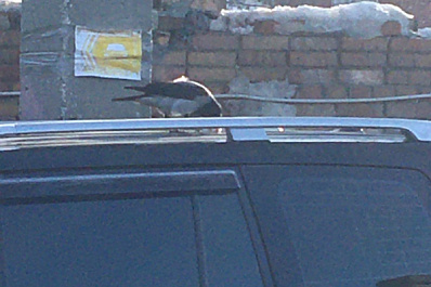 В Самаре ворона "уничтожила" крышу Toyota Land Cruiser