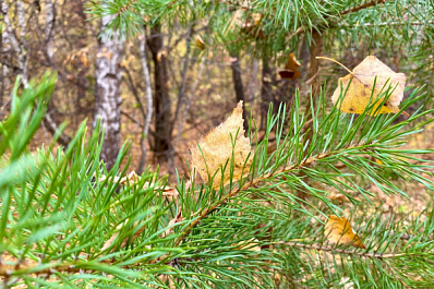 Сосна, растущая в Поволжье, признана одним из старейших деревьев России