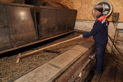 В Новом Буяне заготавливают тонны семян сосны