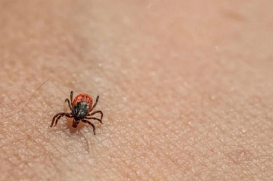 Стало известно, когда в Самарской области проснутся клещи