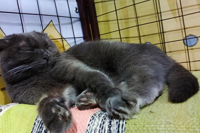 Петербуржца, сбросившего кошку Мусю со скалы, держат под наблюдением врачей