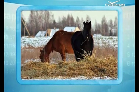 Календарь губернии 27.01.2016