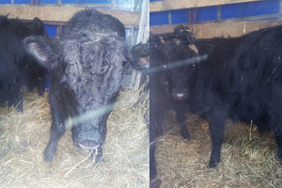 Самарские таможенники не пустили в Киргизию коров