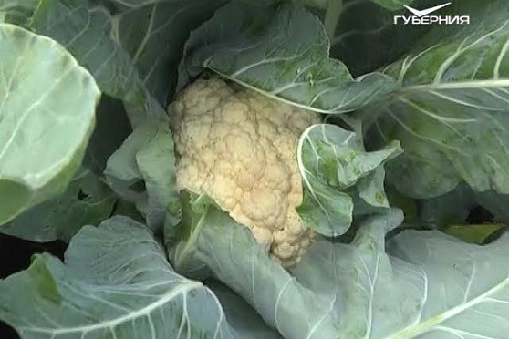 Дачные советы 06.07.2017. Цветная капуста