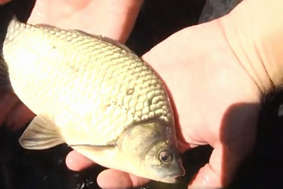 В Усть-Кинельском районе завершился детский рыболовный фестиваль