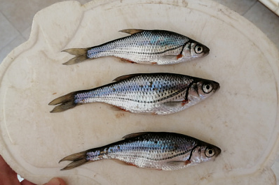 Под Сызранью мужчина поймал редкую рыбу