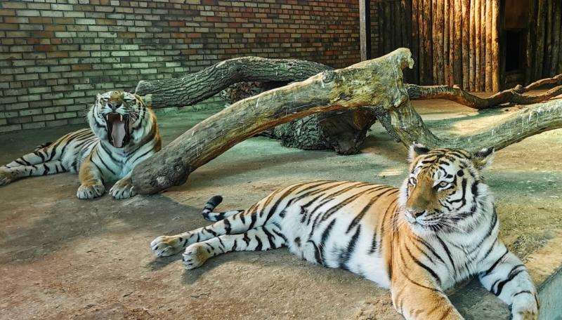 Амурские тигры из Самары растрогали интернет-пользователей