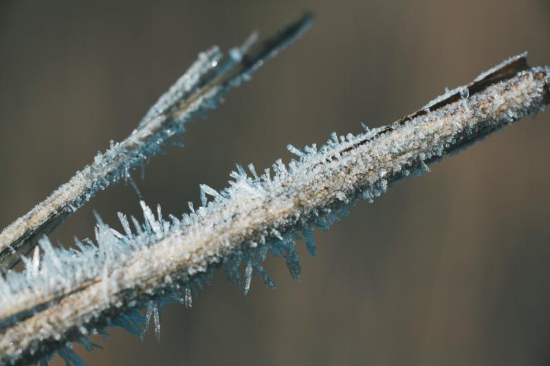 В Самарскую область 28 апреля придут ночные заморозки