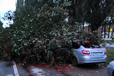 В Тольятти во время урагана дерево упало на припаркованные автомобили
