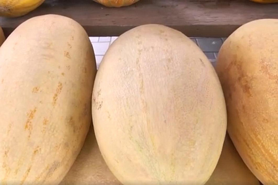 Дыня. Сохраняйте чек