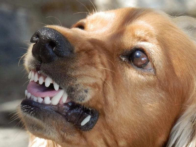 Стая собак насмерть загрызла женщину в Самарской области