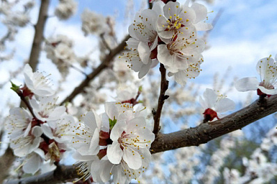 Народные приметы на 1 мая 2025 года: что нельзя делать в этот день