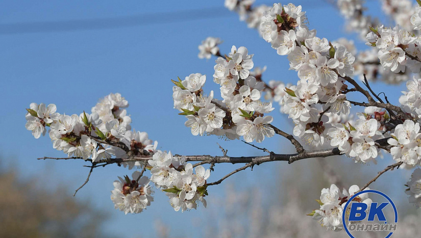 1 мая в истории и архиве "ВК"