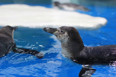Пингвины в Самарском океанариуме научились прыгать по льдинам
