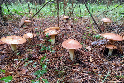 Как не отравиться грибами: советы Роспотребнадзора