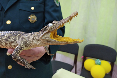 Самарцам подарили чучела редких крокодилов