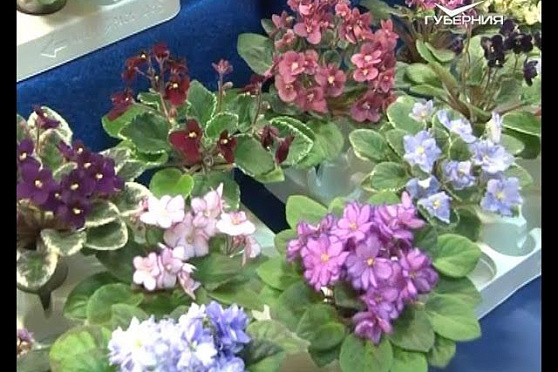 Азбука потребителя 26.01.2016