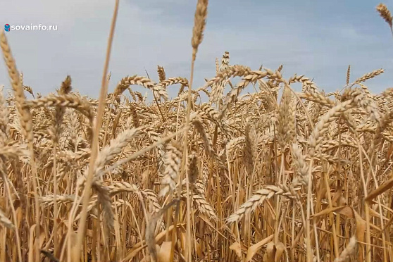 Золото урожая и перемены в Черновском. Хорошие новости Волжского района