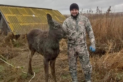 В Самарской области охотники спасли лосенка, два дня просидевшего в яме
