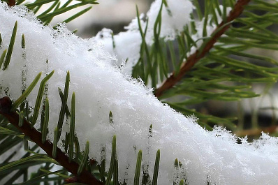 Охрану елок в лесах Самарской области усилят с 1 декабря