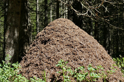Под Сызранью лесник обнаружил "шевелящийся" небоскрёб 