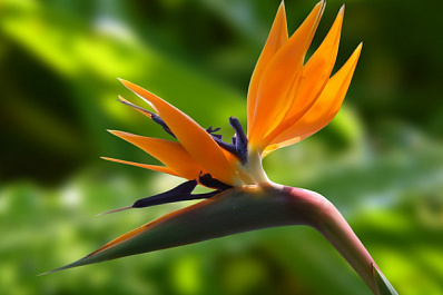 Судьбу земли под Ботаническим садом в Самаре решат жители города