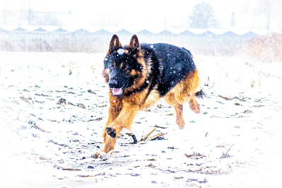 В УФСИН Самарской области проводили на пенсию служебных собак