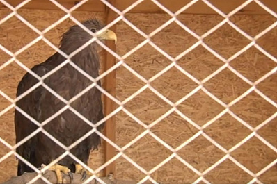 Тольяттинцы спасли приют для птиц