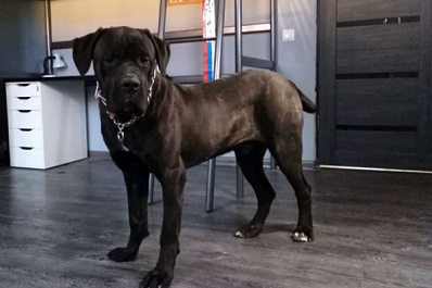 Житель Самары предал пса, обменяв его на кирпич