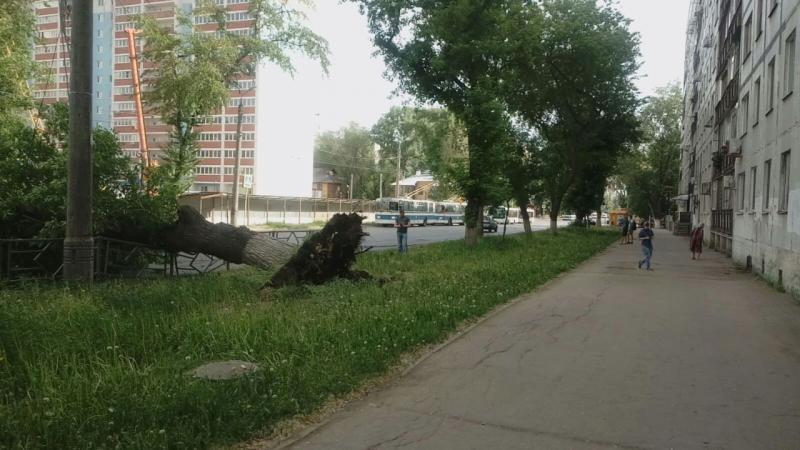 В Самаре упавшее дерево полностью перекрыло движение по проспекту Металлургов