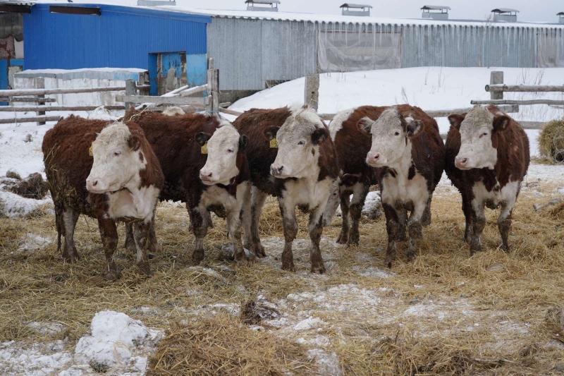 В поселке Варламово фермеры приобрели 33 коровы на средства гранта "Агростартап-Регион"