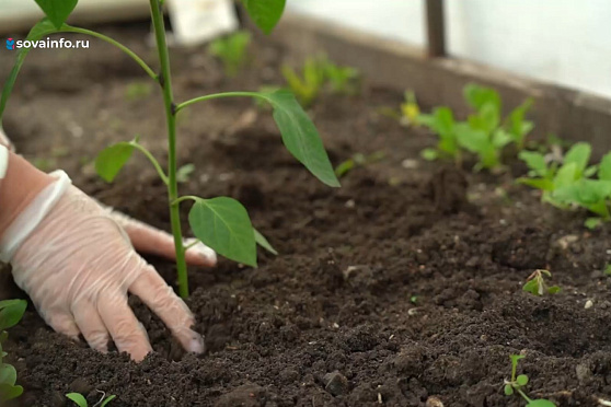 Высаживаем перцы на грядку. Дачные сезоны