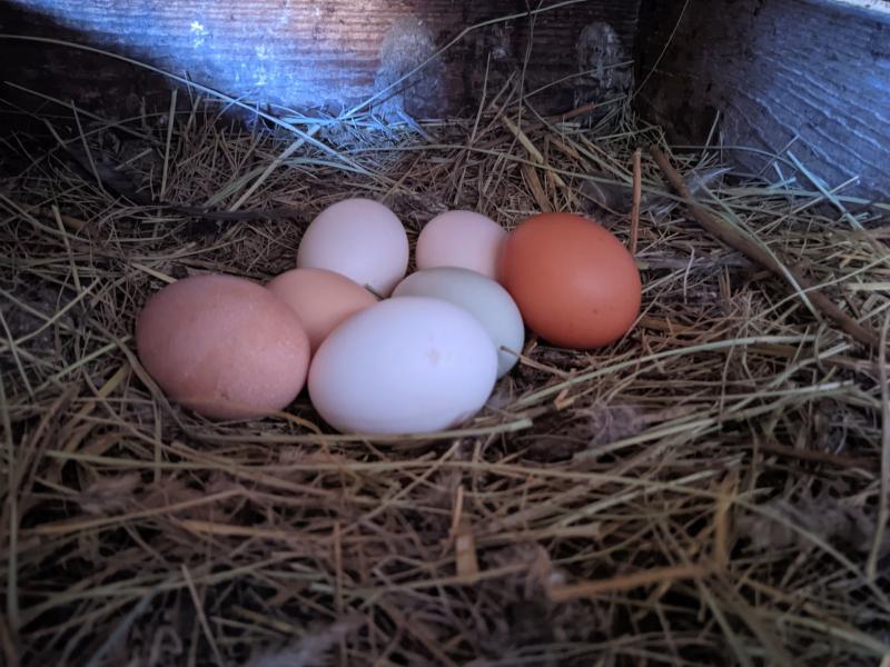 Заработают на птичках: как социальный контракт помогает многодетной семье