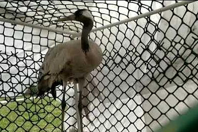 В Самаре не смогли спасти редкого журавля