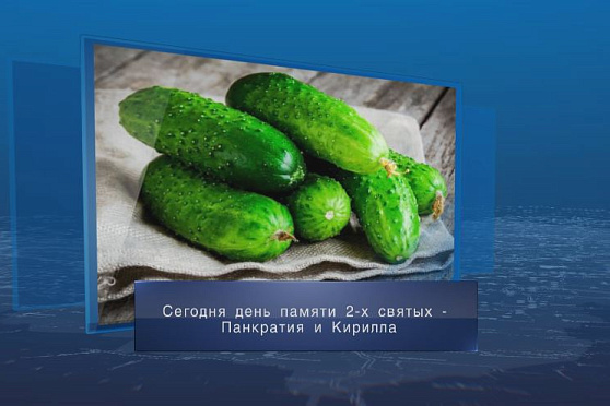 Сбор первых огурцов. Календарь Губернии от 22 июля